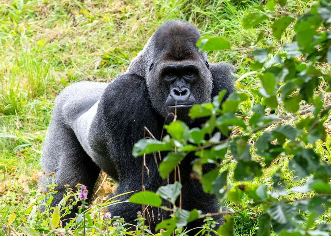 Silver Back Gorilla